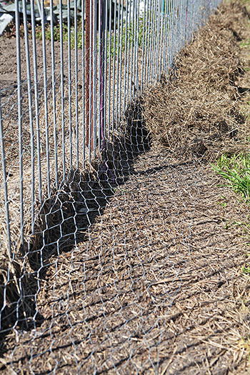 Bandicoot exclusion fence