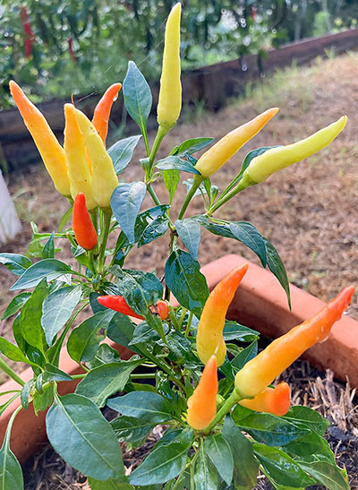 Fire and Ice Chilli, mature