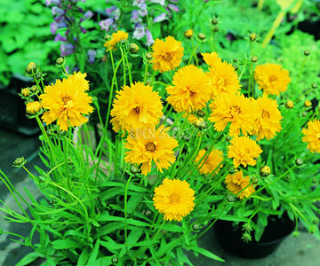 yellow coreopsis flowers in pot