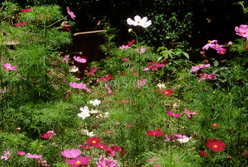 cosmos growing in garden pink and white