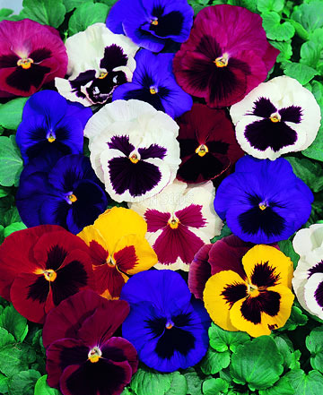bright pansy flowers in garden