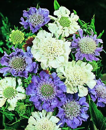 scabiosa flower arrangement