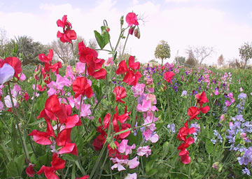 colourful sweetpea flowers in field