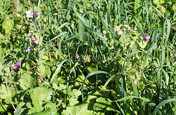 green manure mix growing in field