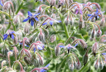 borage flowers in the garden close up
