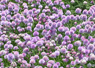 field of chive flowers