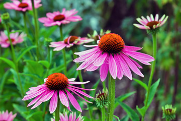 echinacea flower and plant in garden