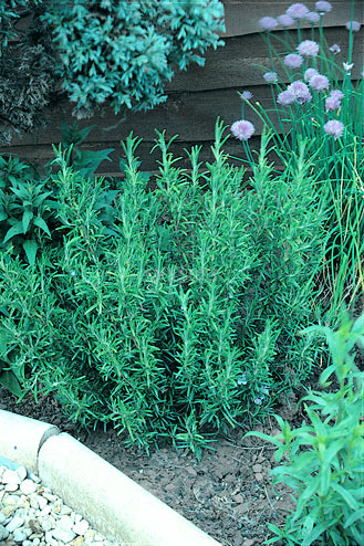 rosemary in garden with other plants around