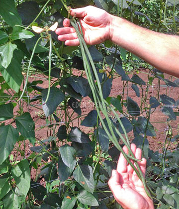 snake bean in garden on vine being held by gardener