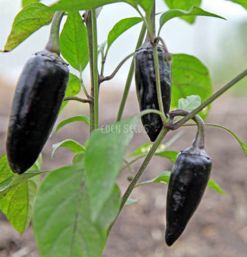 Black Hungarian growing in the garden, with blurred background.