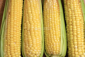 yellow corn jolly rodger sweet