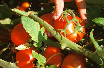 Tomato on vine being picked by hand